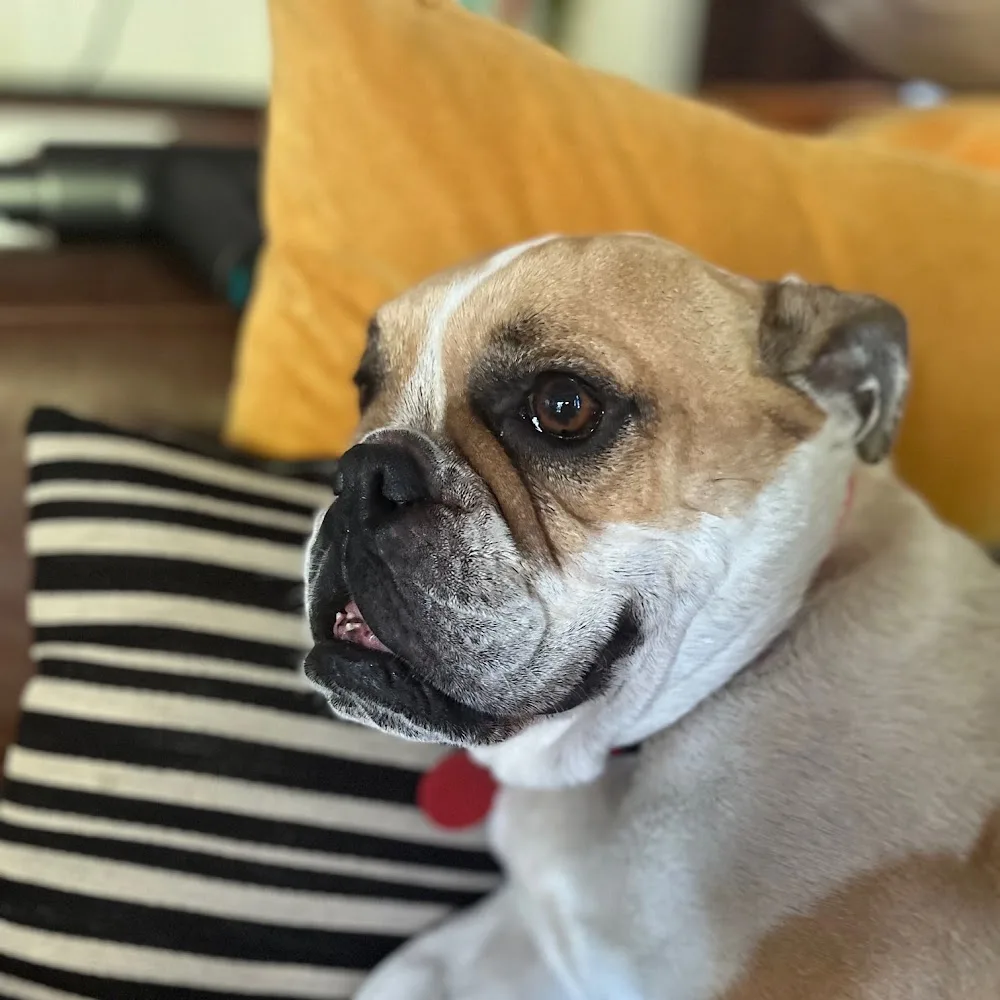 Te Amo Kennels - Auckland pet otel görseli 5