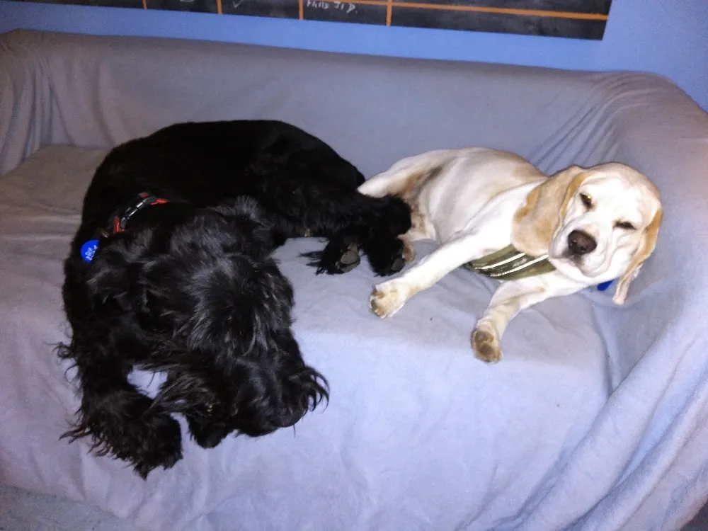 The Doggery - Auckland pet otel
