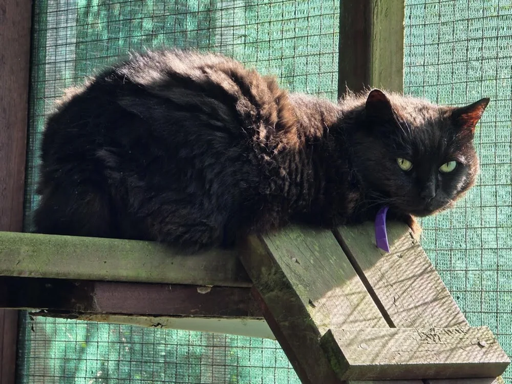 The Mad Catter Cattery - Auckland pet otel görseli 2