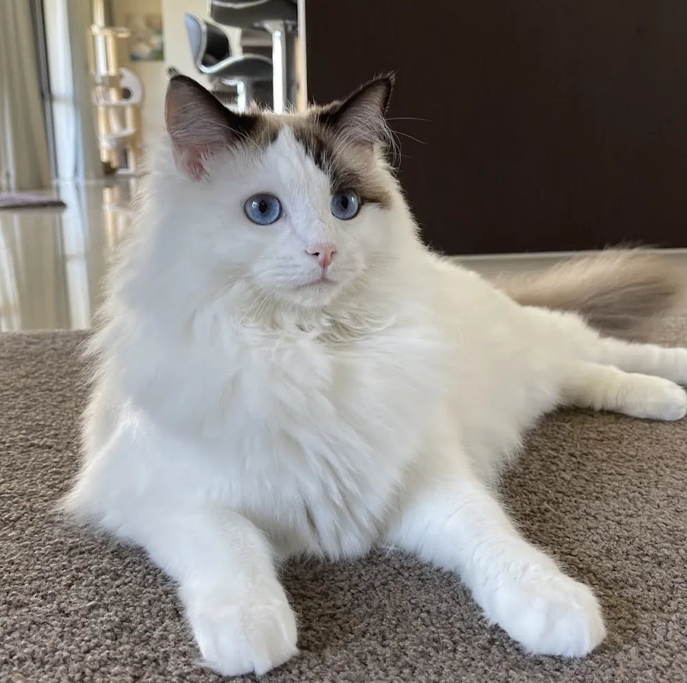 Whangaparaoa Cattery - Auckland pet otel görseli 5