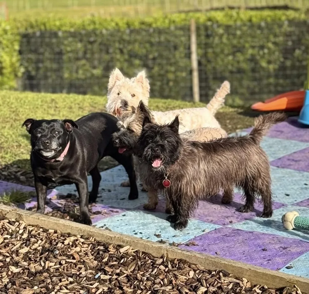 Woodbury Kennels - Auckland pet otel görseli 2