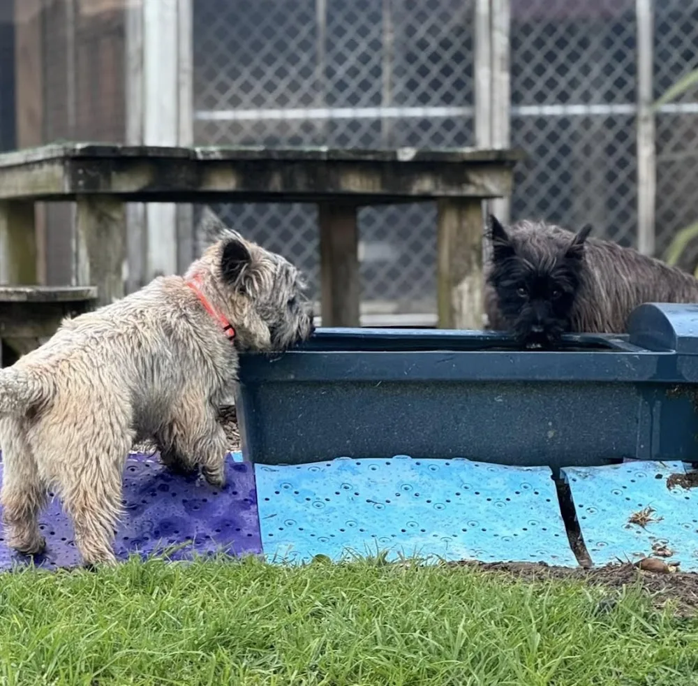 Woodbury Kennels - Auckland pet otel görseli 3