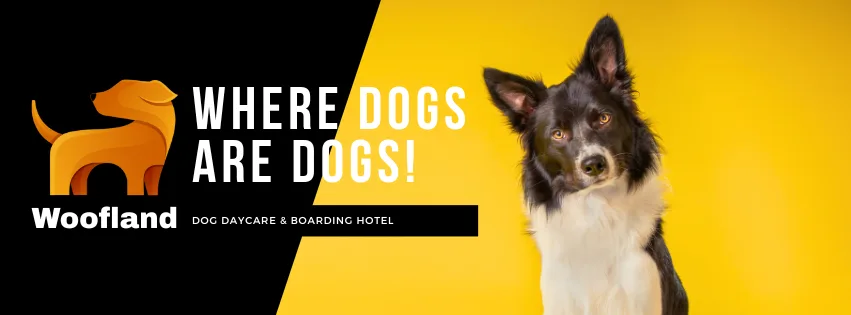 Woofland Dog Daycare & Hotel - Auckland pet otel görseli 2