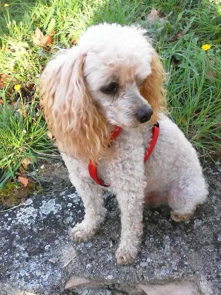 Animalia Pension Chiens Chats - Aude pet otel görseli 3