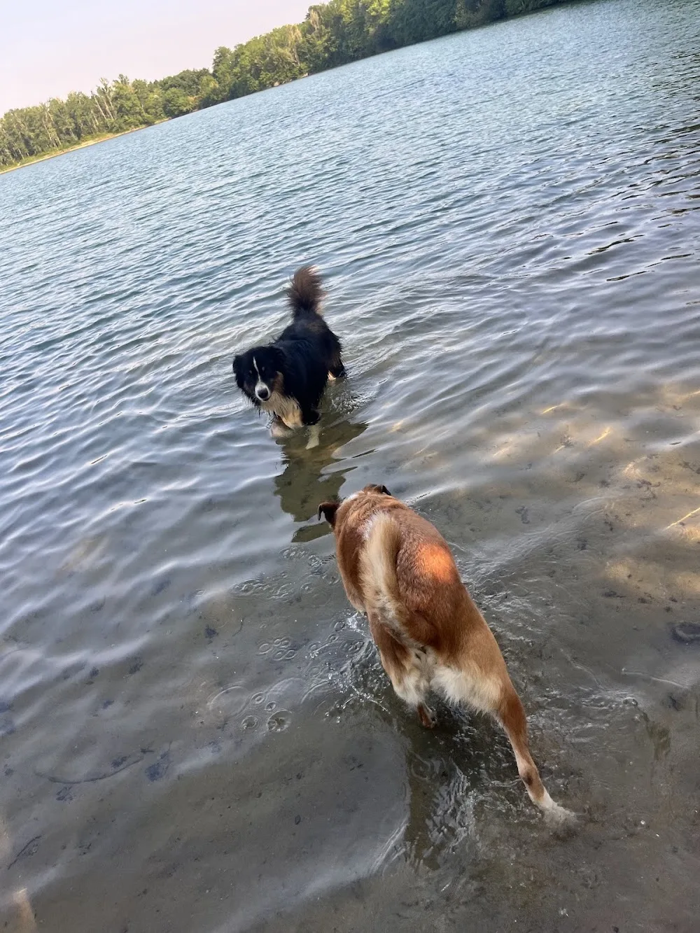 Au mus’ô dans l’eau - Aude pet otel
