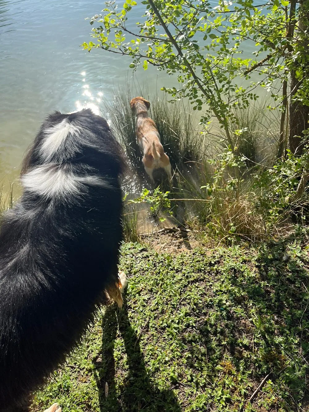Au mus’ô dans l’eau - Aude pet otel görseli 3
