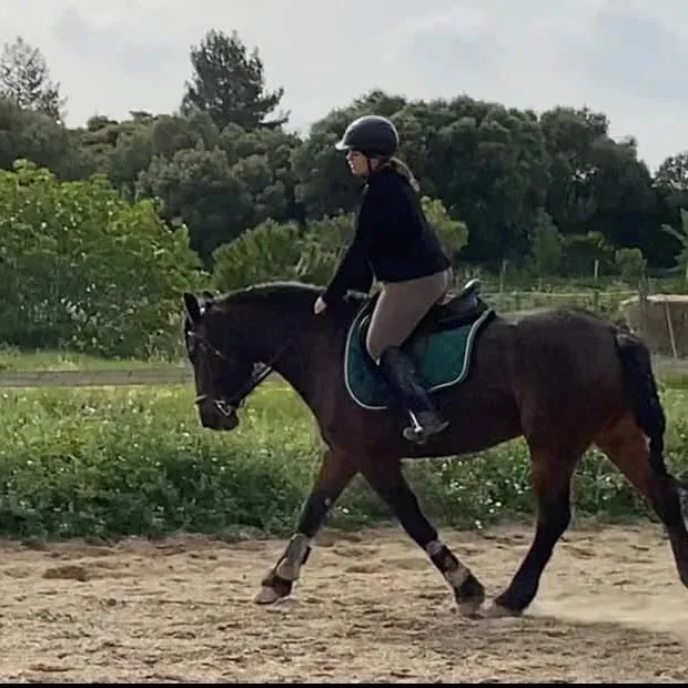Centre equestre de Peyriac de mer & Pensions Canine - Aude pet otel görseli 3