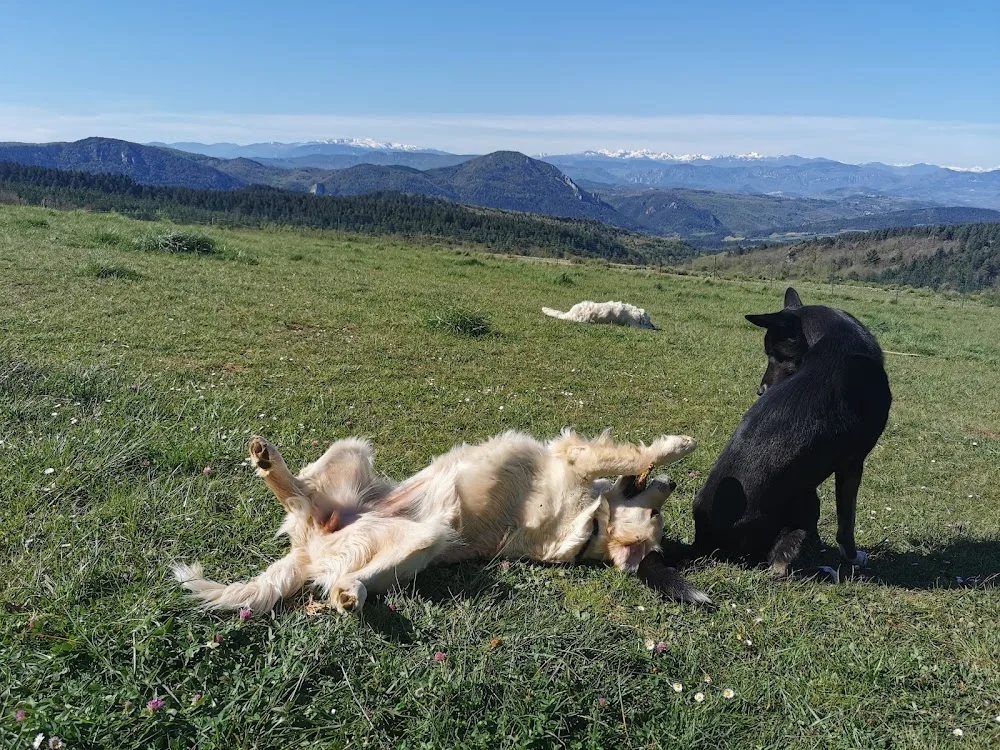 Doglye&co - Aude pet otel görseli 3