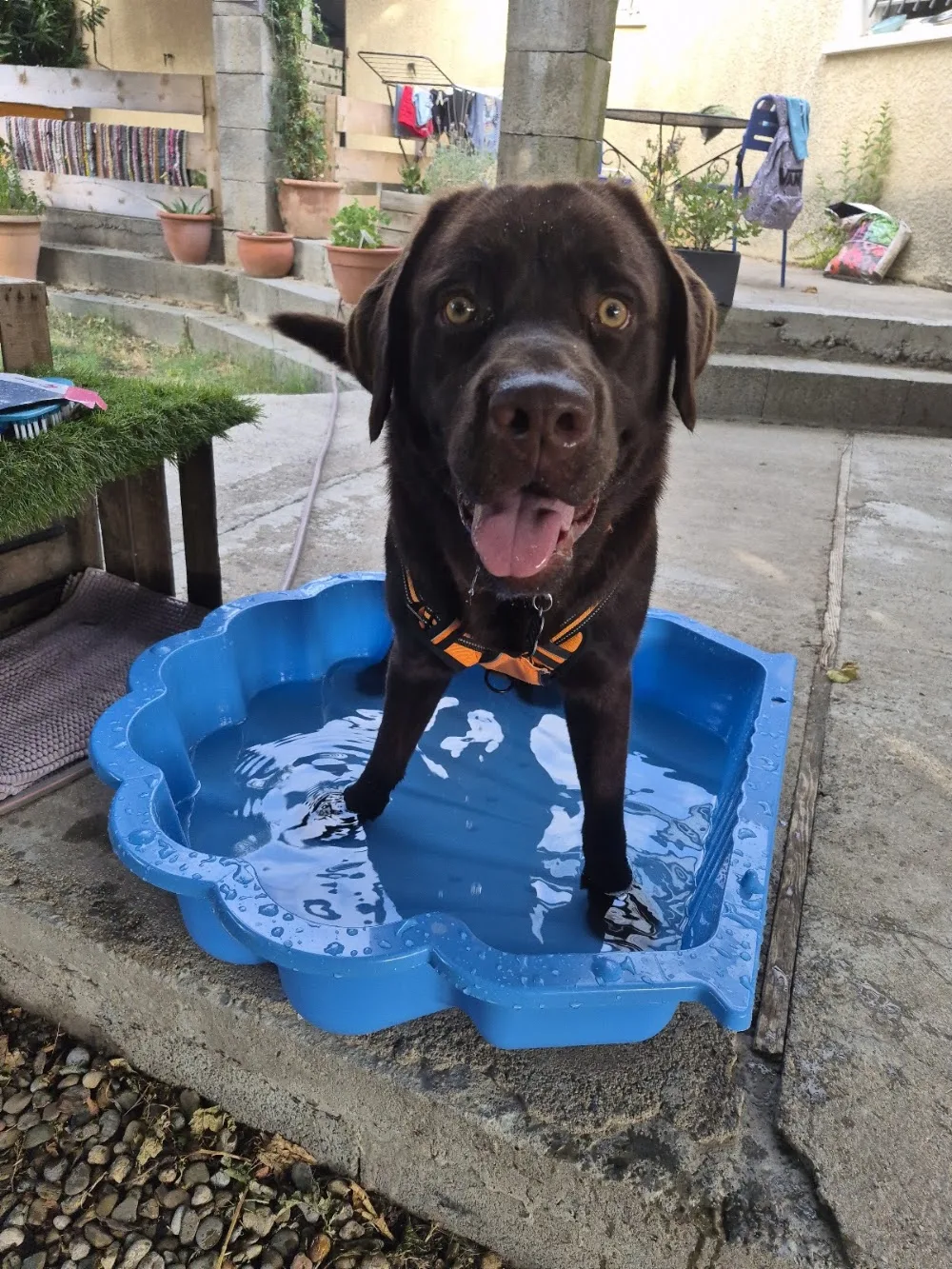 Julie et Compagnie 11 pension 🐕 et visites à domicile - Aude pet otel