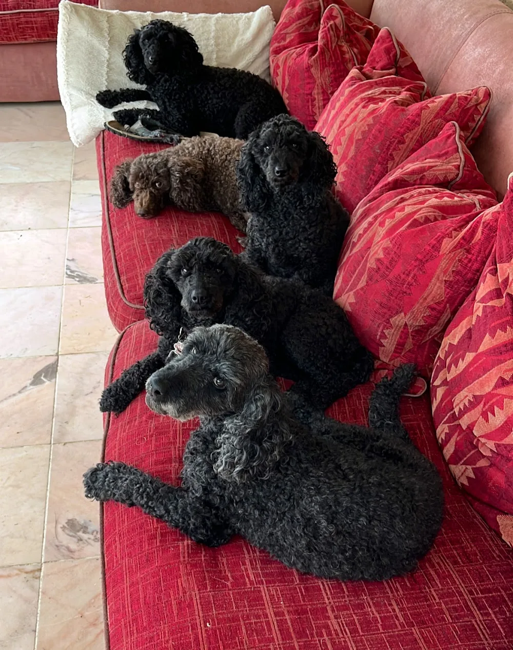 Kennel & Cattery - Aude pet otel