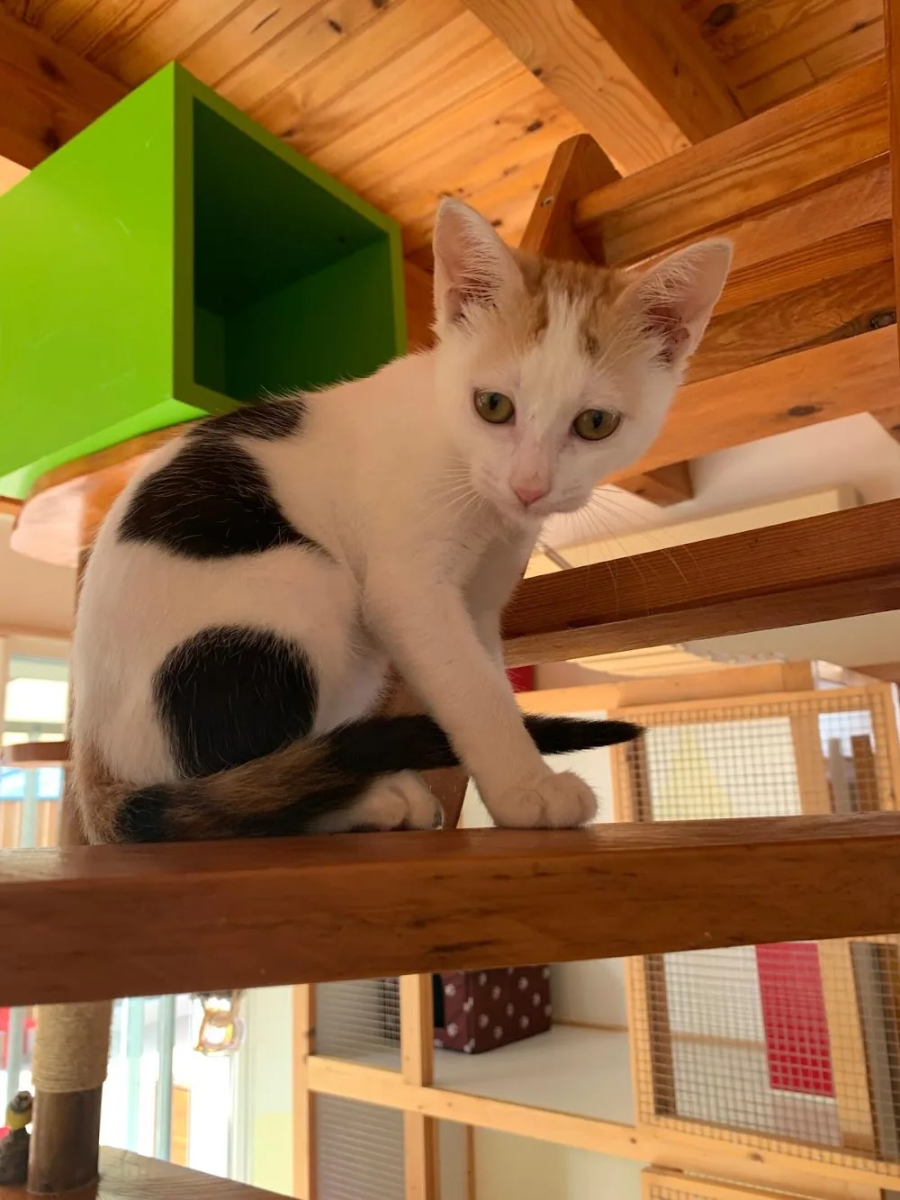 La Maison des Chats - Pension féline - Aude pet otel görseli 3
