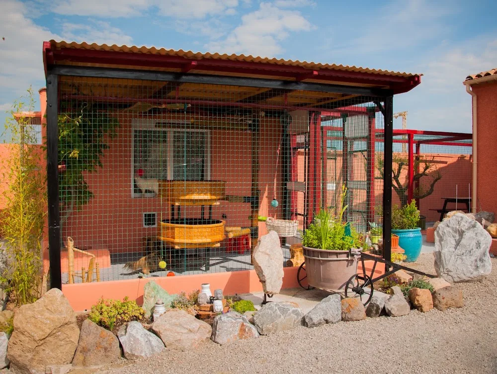 La vie de Pachat - Chatterie (Pension Féline) - Aude pet otel