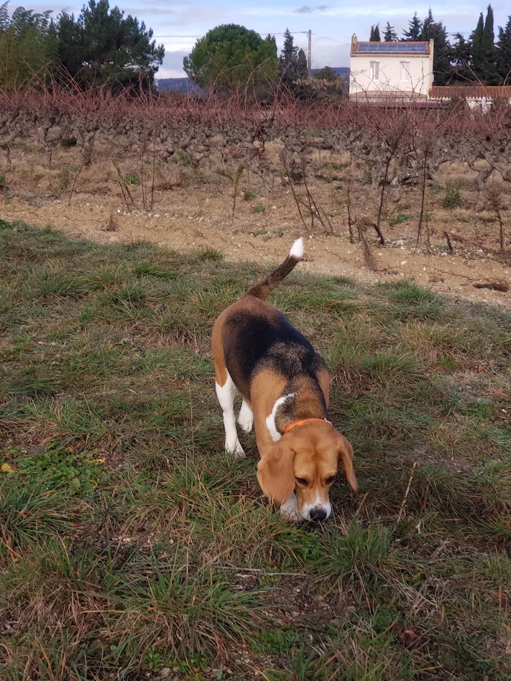 L'Oustal pension chien & chat - Aude pet otel görseli 3