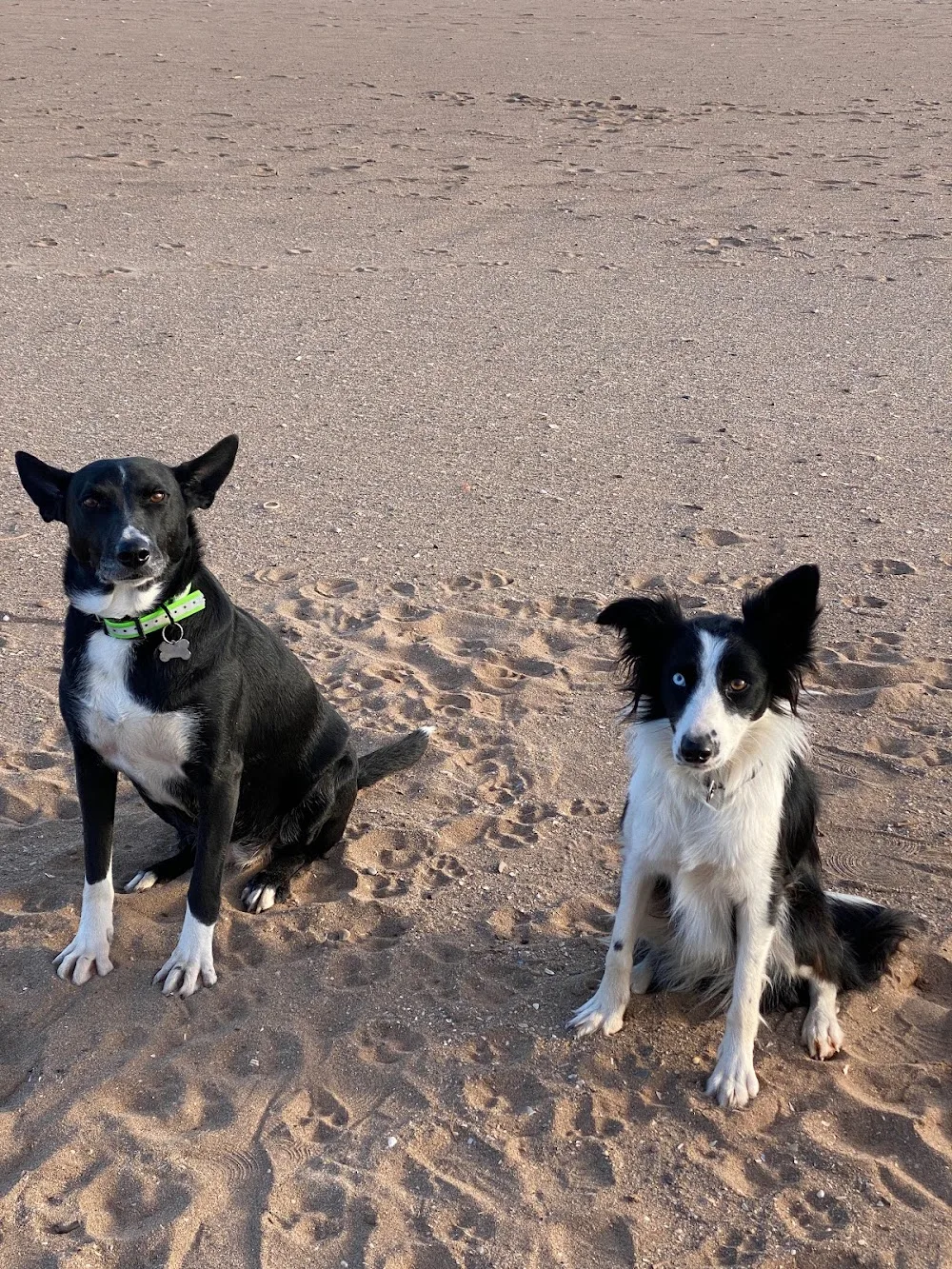 Ô P'tites Pattes de Sangha - Aude pet otel görseli 3