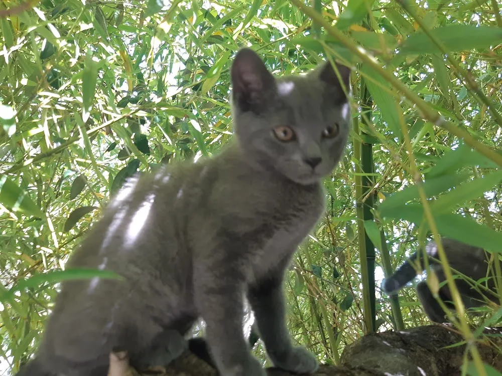 Pension chat ISA'CATS - Aude pet otel görseli 2