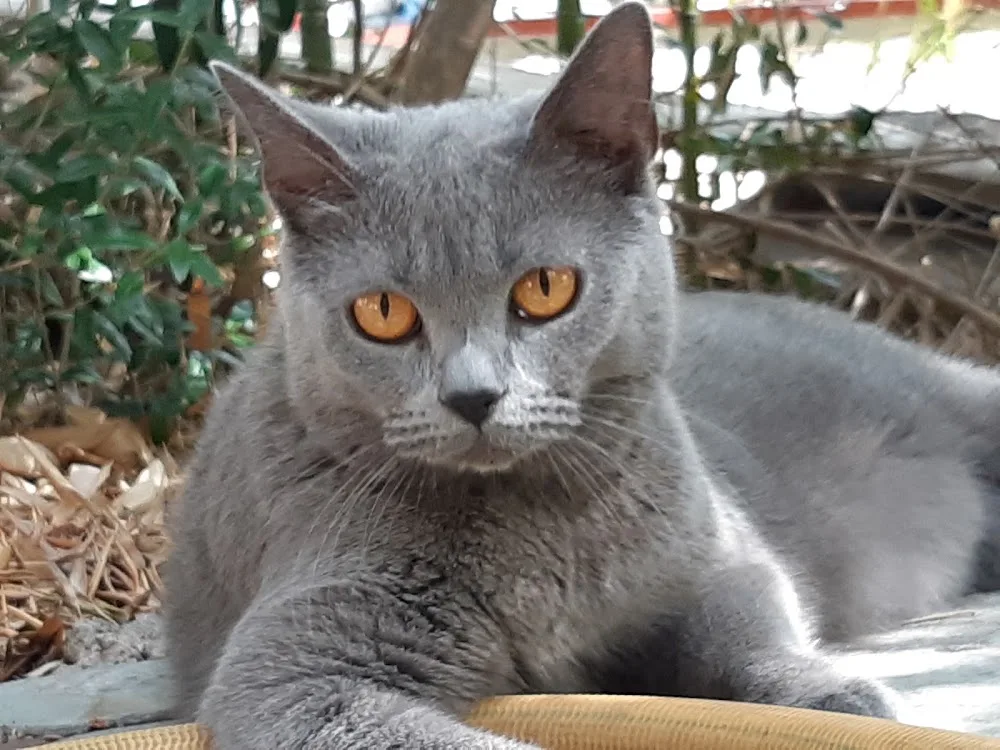 Pension chat ISA'CATS - Aude pet otel görseli 3