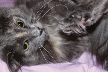Pension les chats câlins - Aude pet otel görseli 2