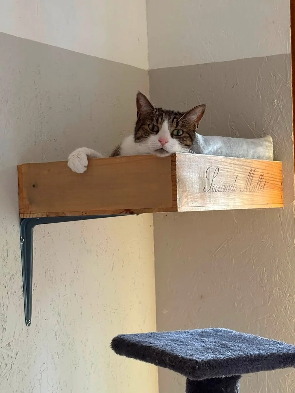RELAIS CHATON pension féline - Aude pet otel görseli 3