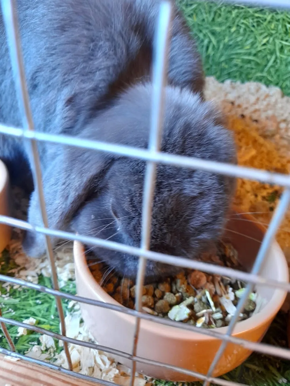 Rosa Small Pet Holidays - Audlem pet otel görseli 3