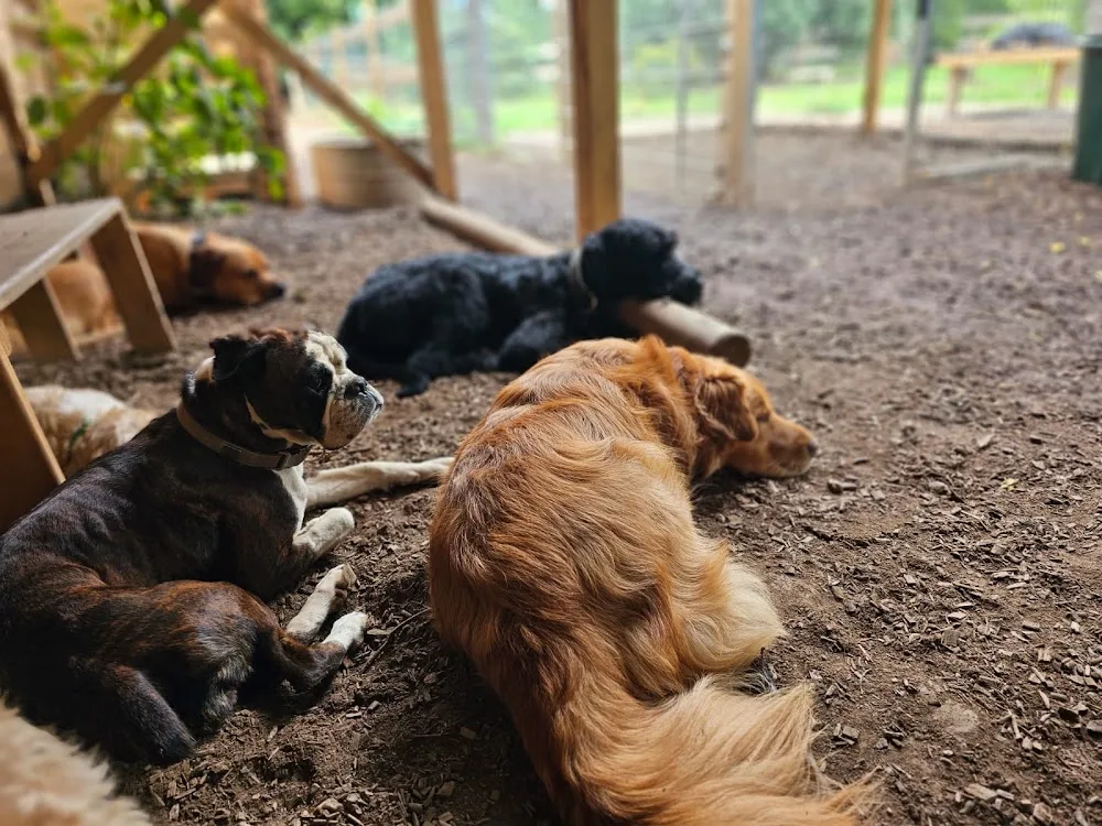 Chemnitz Hunde | Tagesbetreuung - Augustusburg pet otel görseli 2
