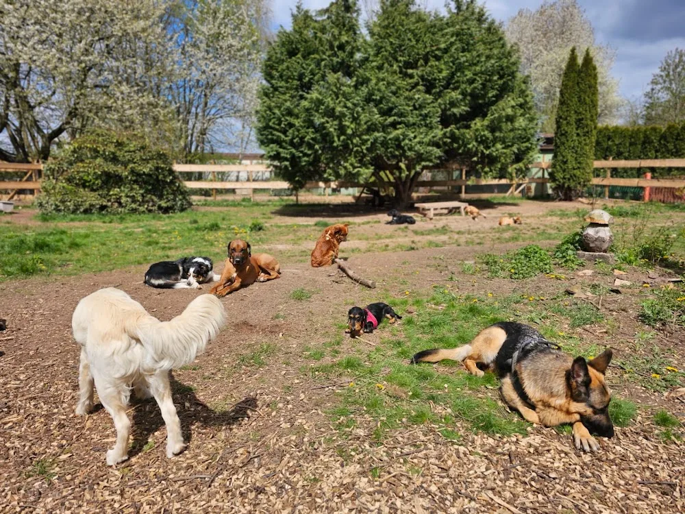 Chemnitz Hunde | Tagesbetreuung - Augustusburg pet otel görseli 3
