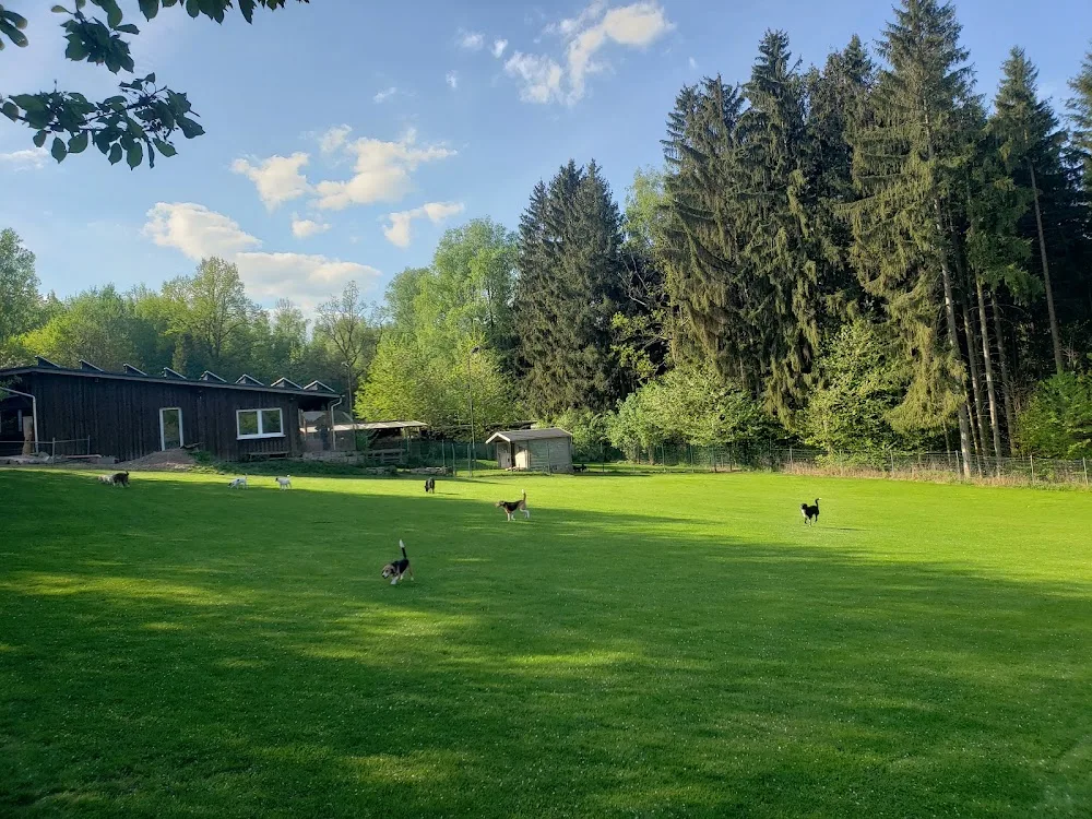 LEINENLOS Hundebetreuung - Augustusburg pet otel