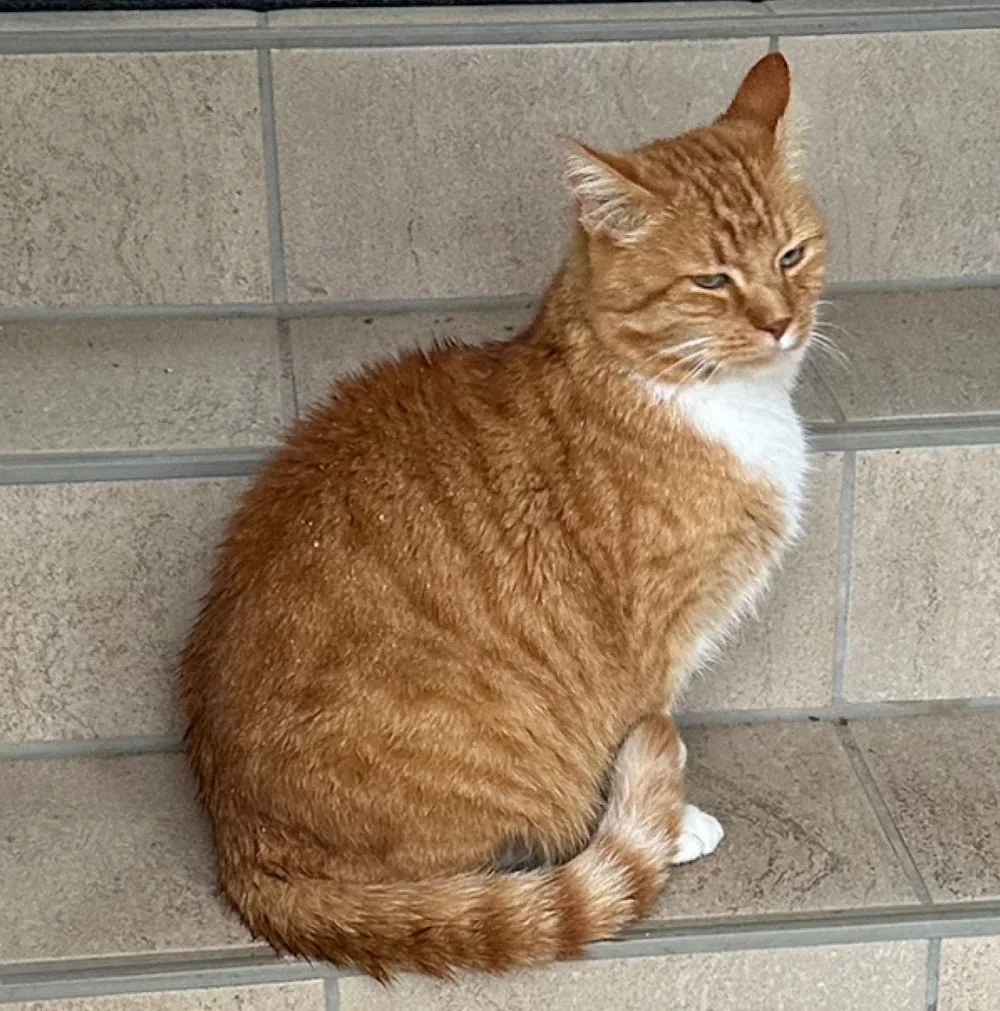 Tierpension Schulze - Augustusburg pet otel görseli 3