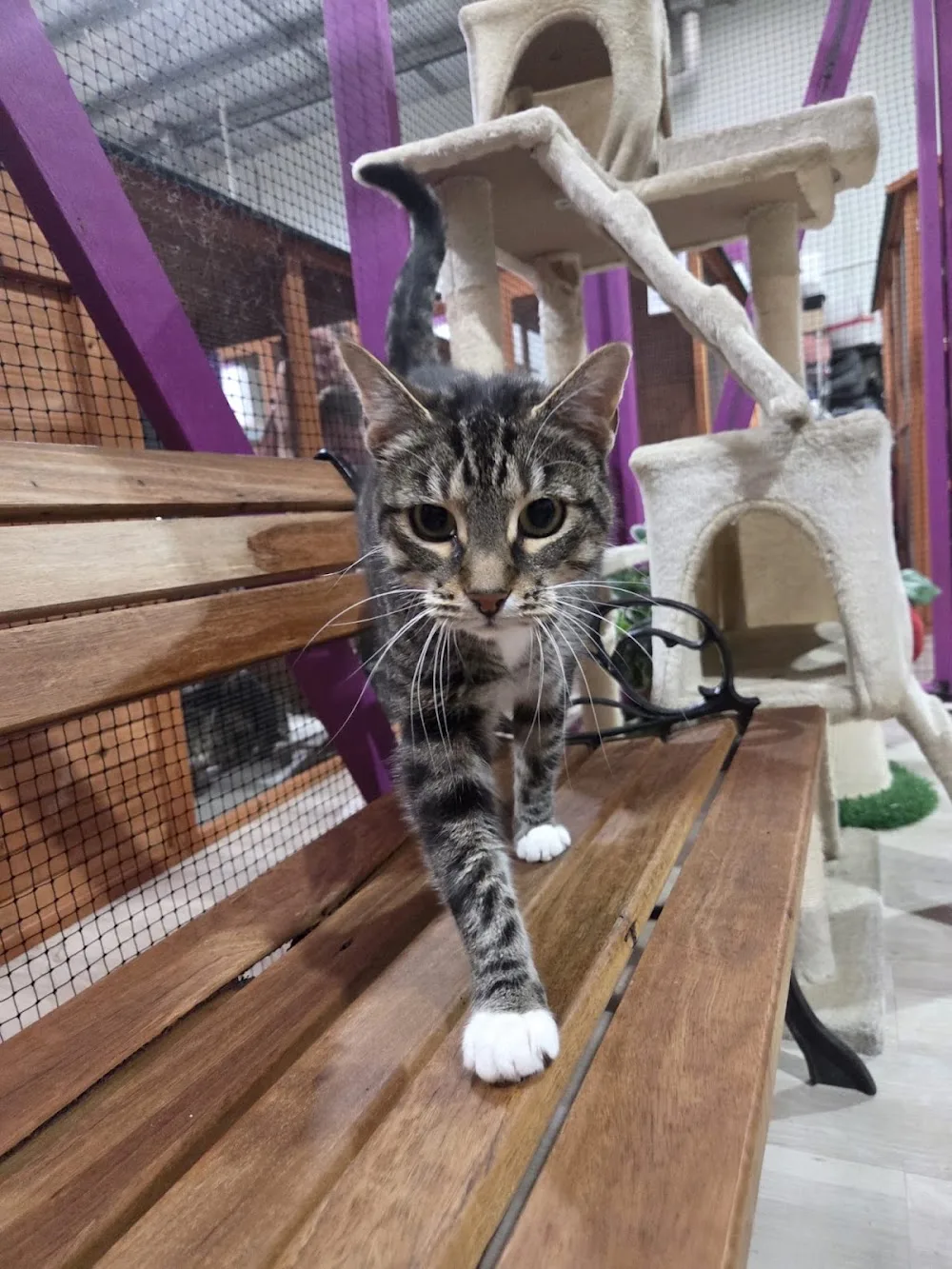 4Paws Cattery - Australia pet otel görseli 10