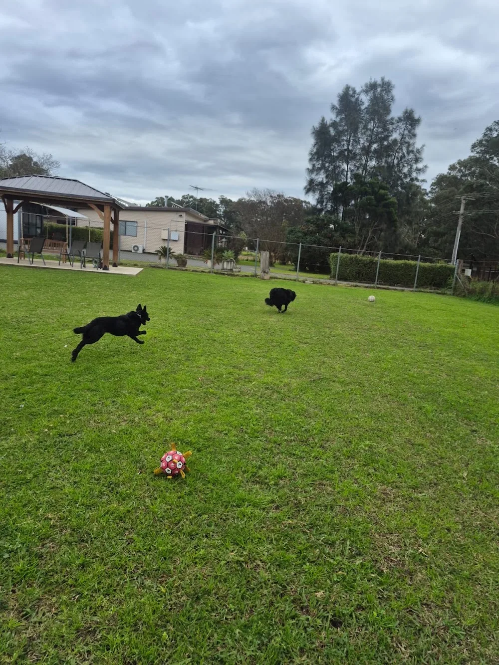 Acacia Lodge Boarding Kennels and Cattery - Australia pet otel görseli 11