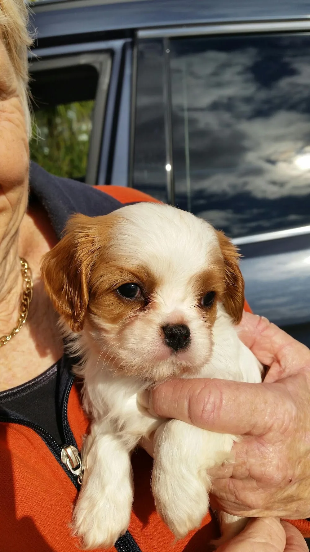 Angle Vale Kennels - Australia pet otel görseli 2