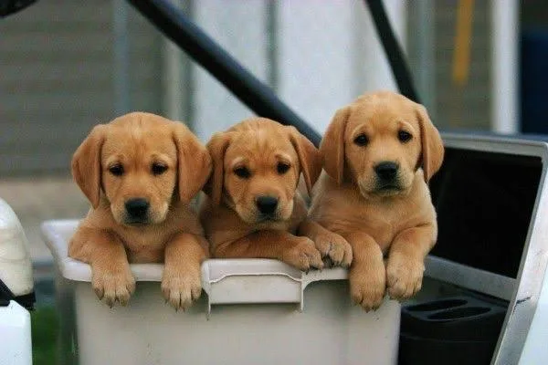 Arroser Labrador Kennels - Australia pet otel