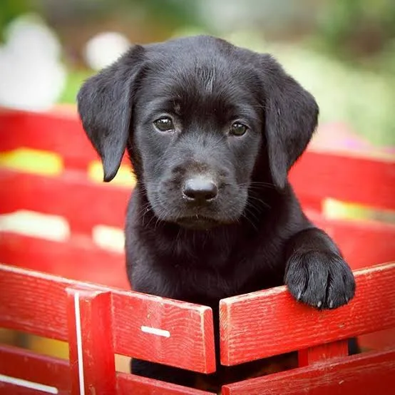 Arroser Labrador Kennels - Australia pet otel görseli 3