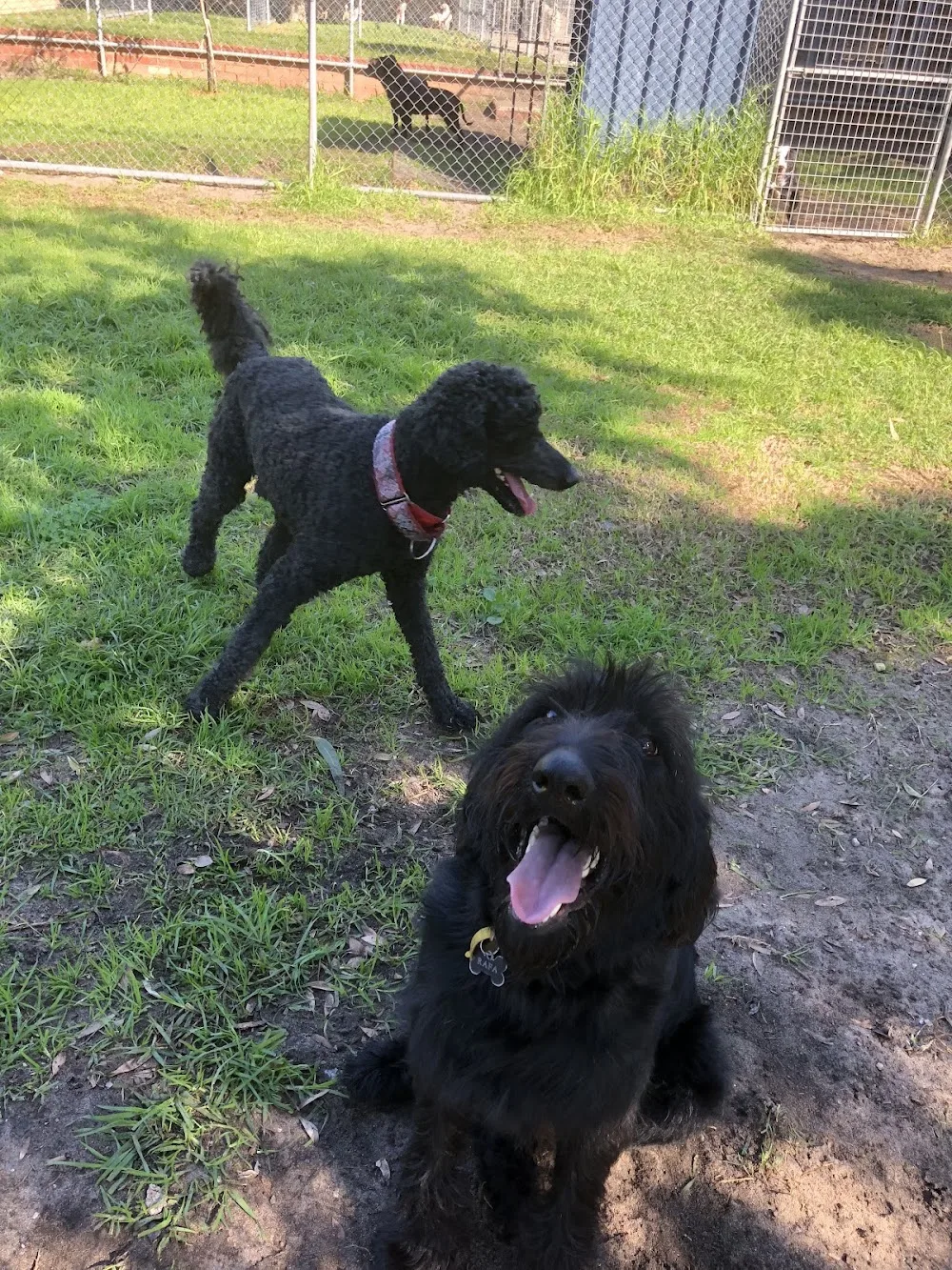 Auspet Boarding Kennels & Cattery - Australia pet otel