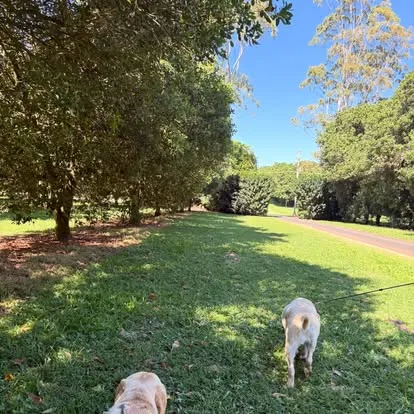 Avonlee Lodge Pet Resort - Australia pet otel görseli 2