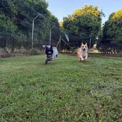 Avonlee Lodge Pet Resort - Australia pet otel görseli 3