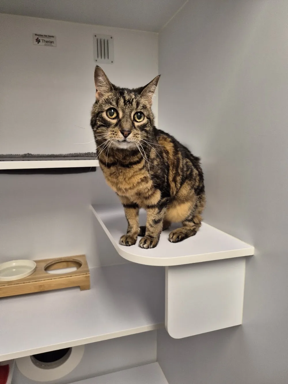 Balmain Cat Boarding - Australia pet otel görseli 6