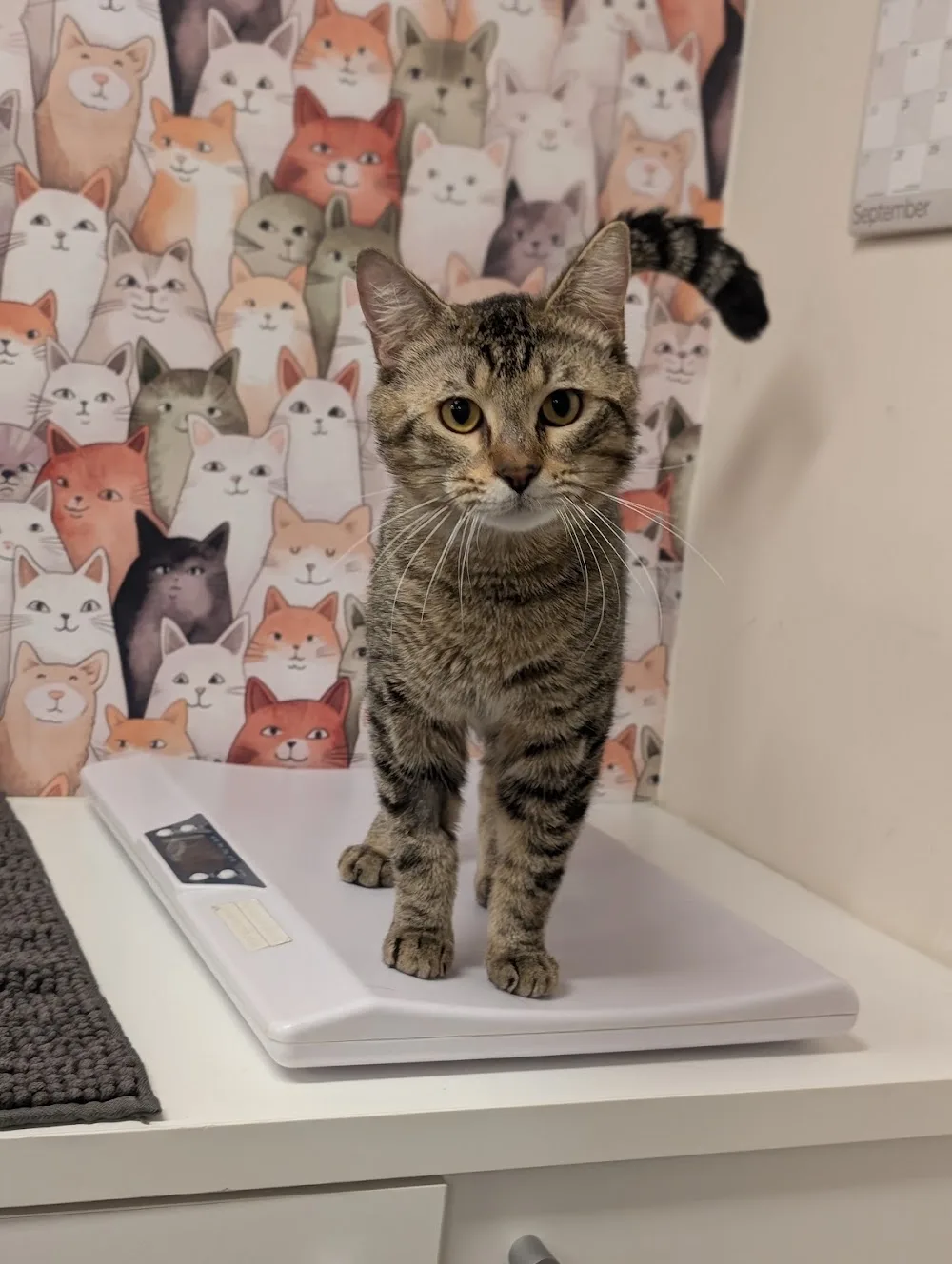 Balmain Cat Boarding - Australia pet otel görseli 11