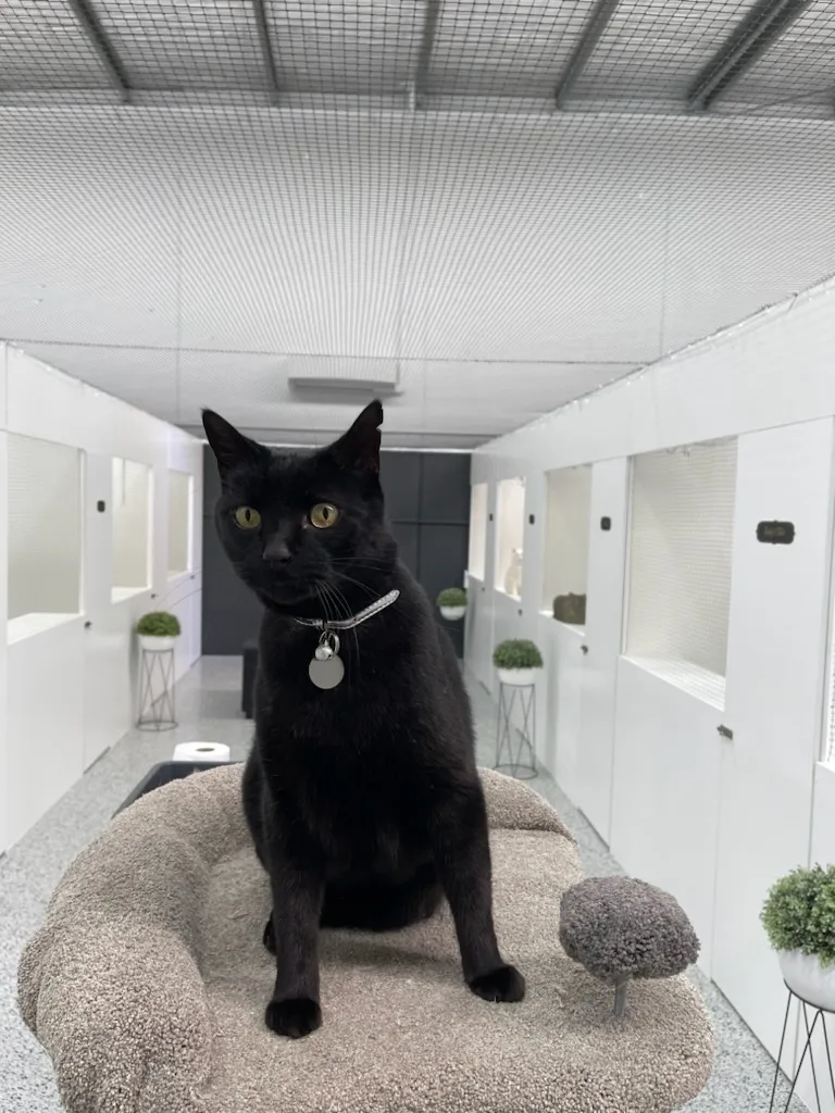 Bayside Cat Resort Pty Ltd - Australia pet otel görseli 6