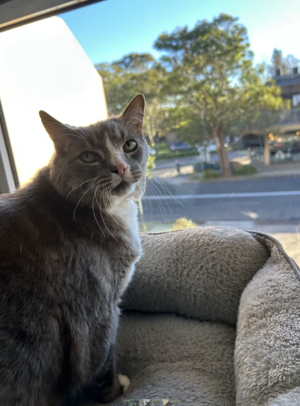 Boutique Cat Resorts - Seaforth - Australia pet otel