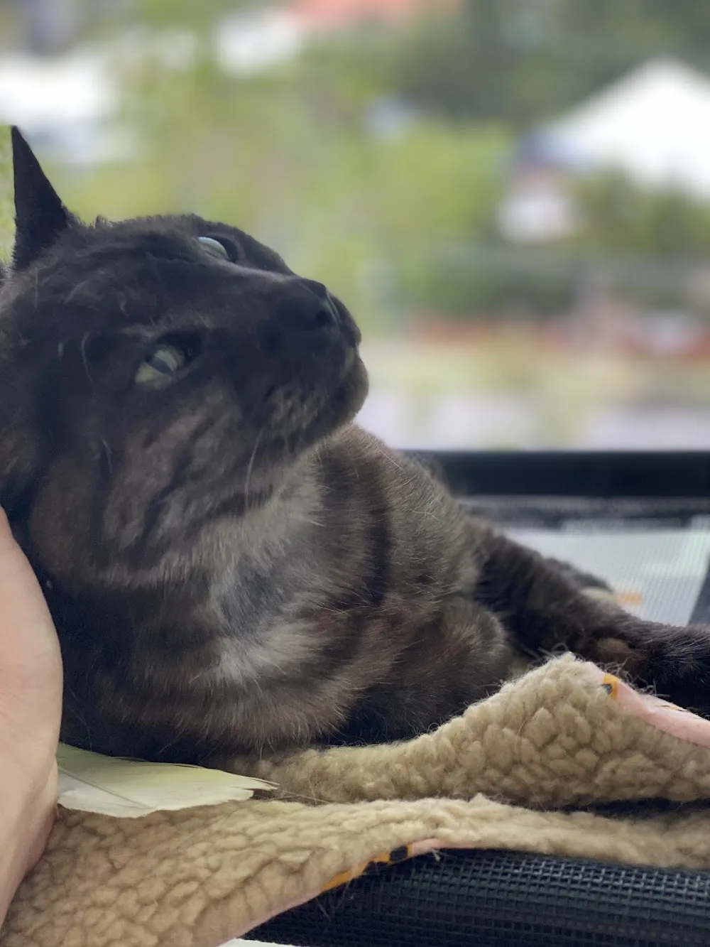 Brisbane Cat Motel - Australia pet otel görseli 2