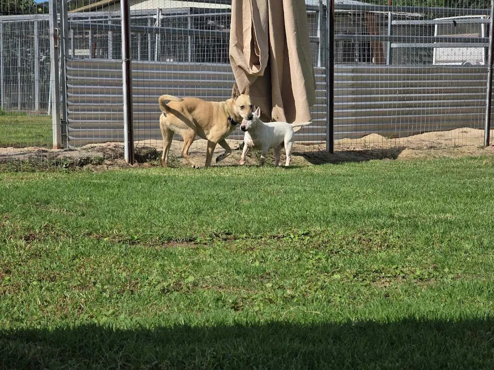 Canine Boarding Lodge - Australia pet otel görseli 6