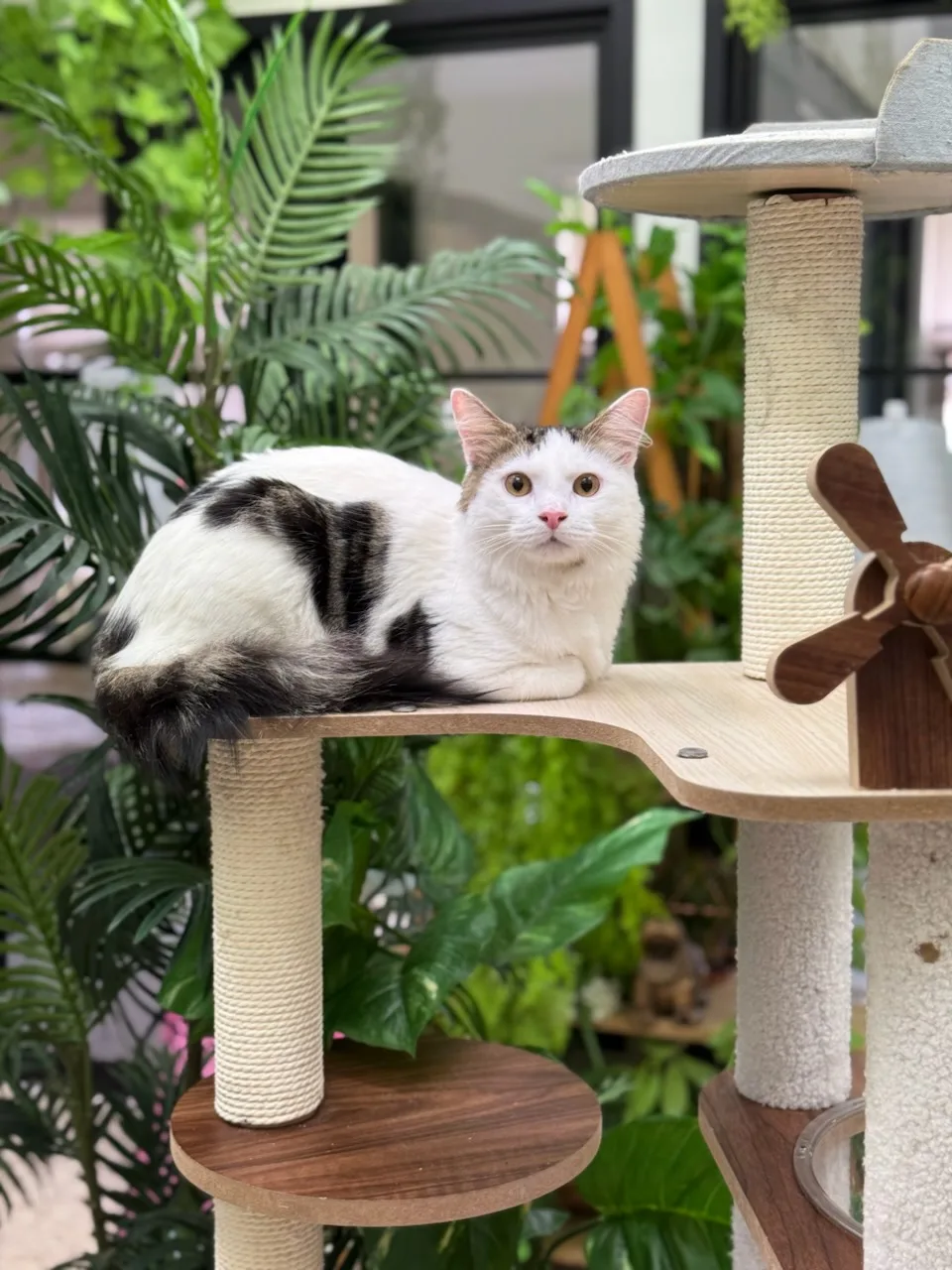 Cat Utopia Resort & Spa - Australia pet otel görseli 3