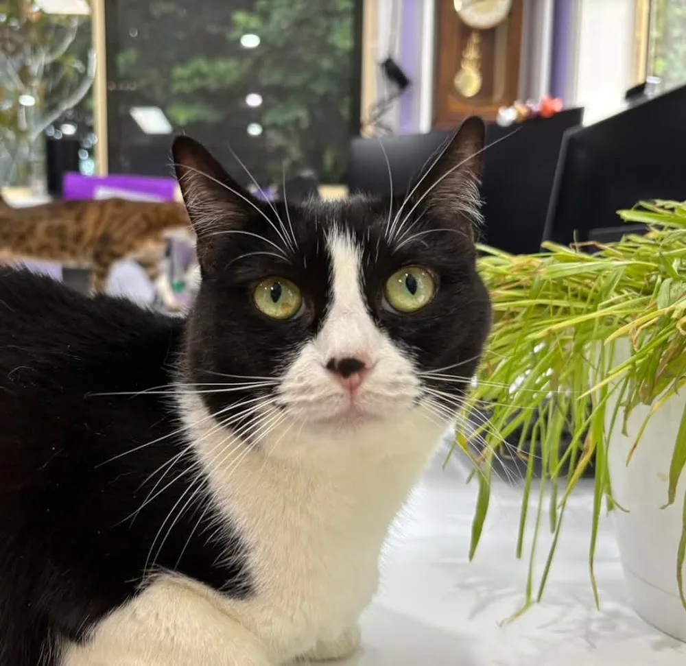 Cat's Meow Cattery at Samford - Australia pet otel görseli 3