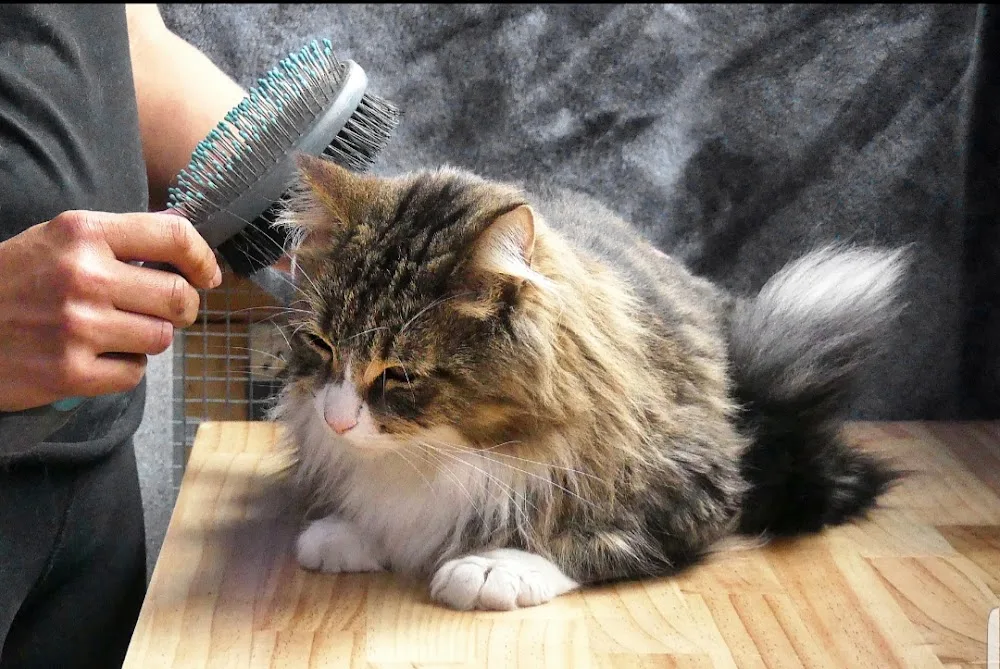 Catura Cat Boarding - Australia pet otel görseli 2