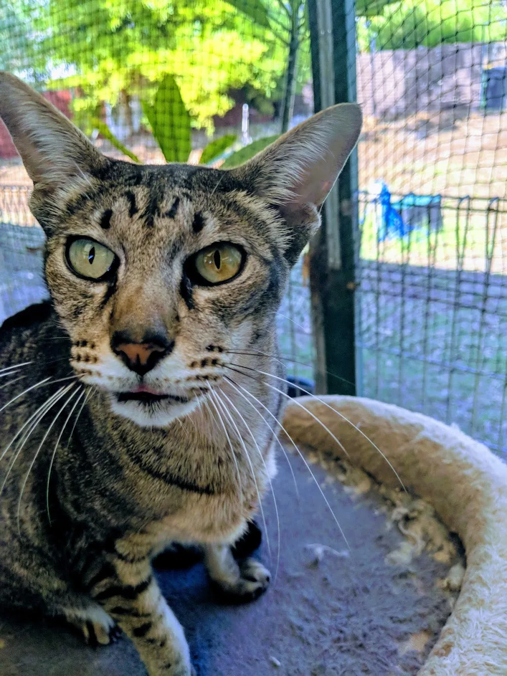 Chicas Cattery - Australia pet otel görseli 3