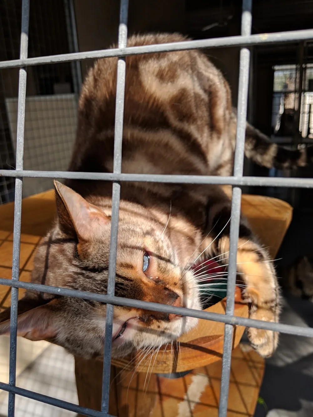 Chicas Cattery - Australia pet otel görseli 6