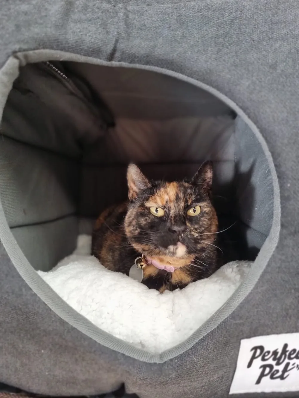 Compass Cattery - Australia pet otel görseli 2