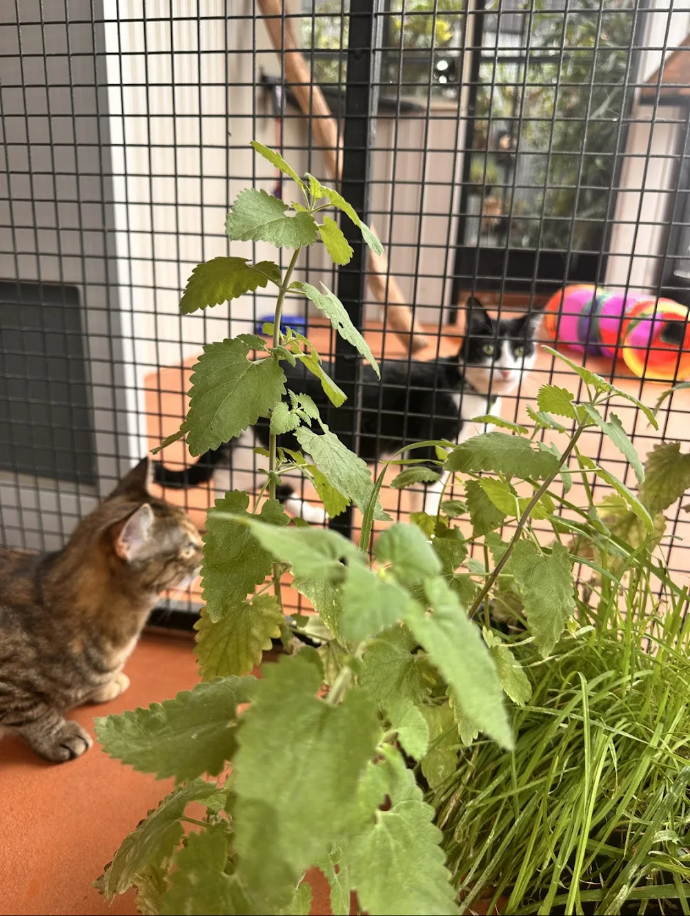 Crazy Cats Cattery - Australia pet otel görseli 2
