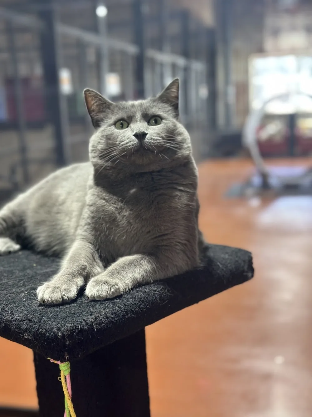 Crazy Cats Cattery - Australia pet otel görseli 3