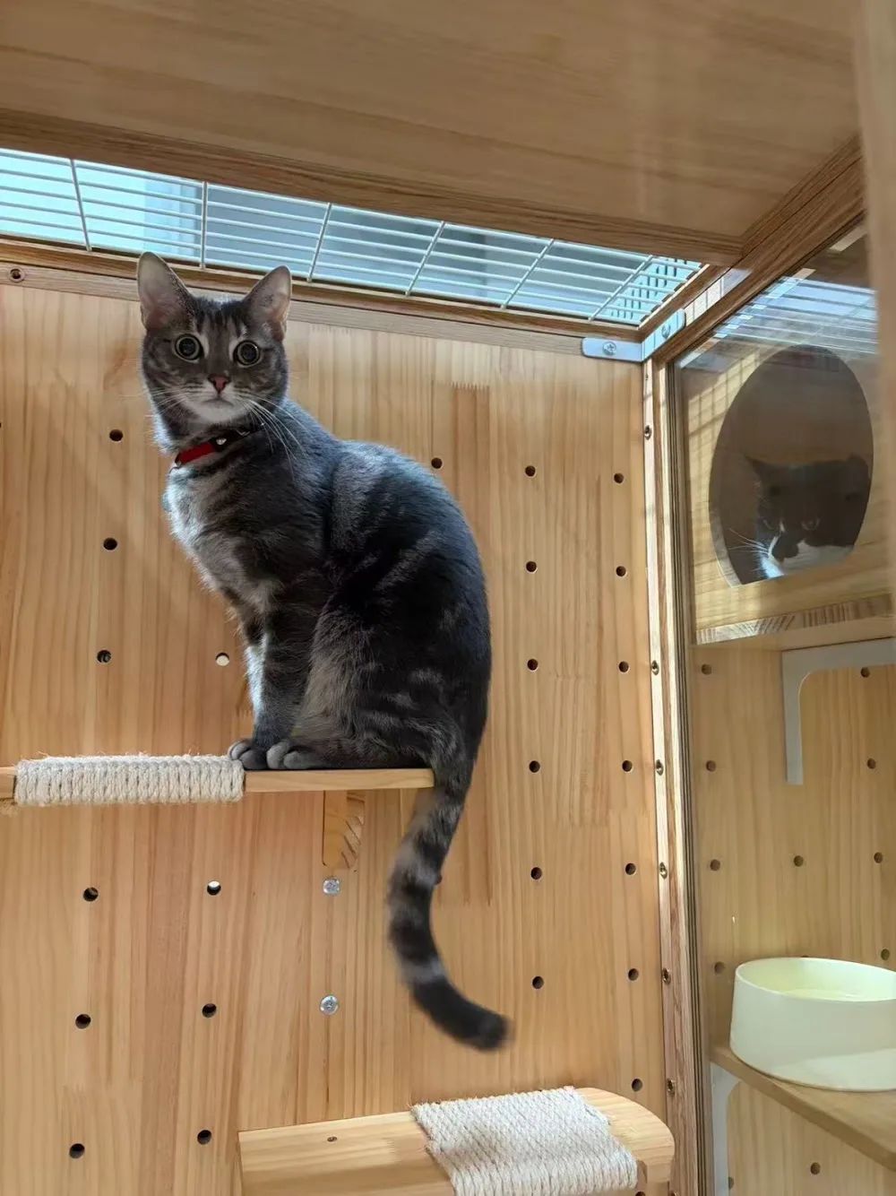 CTT CATTITUDE - Australia pet otel görseli 2